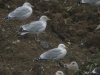 Herring Gull at Barling Rubbish Tip (Steve Arlow) (110634 bytes)